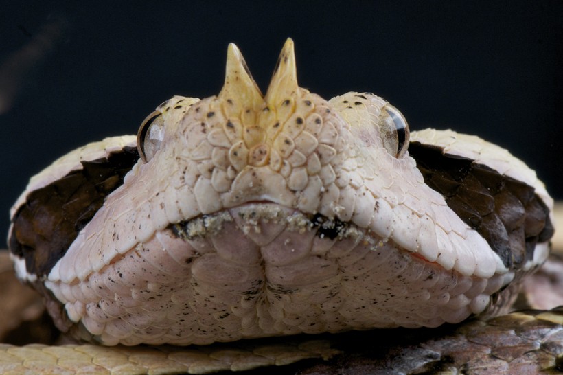 Gaboon viper head