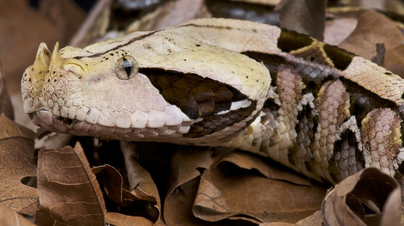 Gaboon viper within leaves on the forest floor