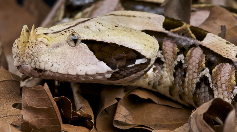 Their strike range is one of the highest in the world Gaboon viper within leaves on the forest floor