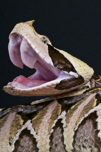 Gaboon viper showing its huge fangs