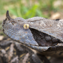 Gaboon Viper