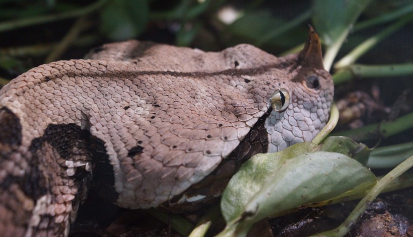 West African Gaboon viper