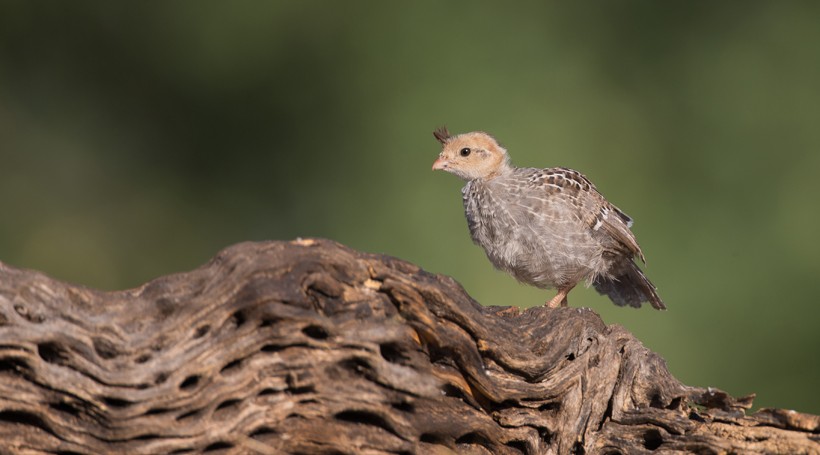They quickly follow their parents and observe them, learning to forage and feed on the desert ground. Gambel's quail chicks are capable of moving out of the nest as soon as they hatch.
