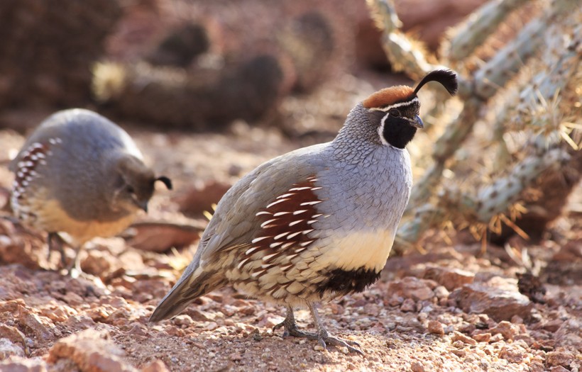 Males can be easily distinguished due to its black face and copper colored feathers on top of the head. The Gambel’s quail possess a bluish-gray colored plumage, with scaly feathers on the lower side of the body.