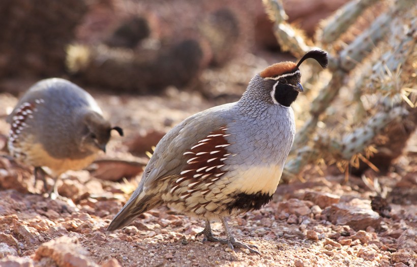 The Gambel’s quail possess a bluish-gray colored plumage, with scaly feathers on the lower side of the body.