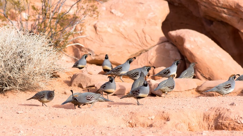 After the breeding season, these birds regroup to form coveys that can extend to 25 members under ideal climatic conditions. Covey of gambel's quails, nevada state park (Valley of Fire)