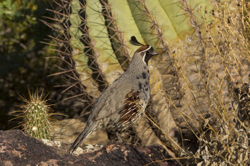 Gambel’s quails prefer the arid drylands of western North America
