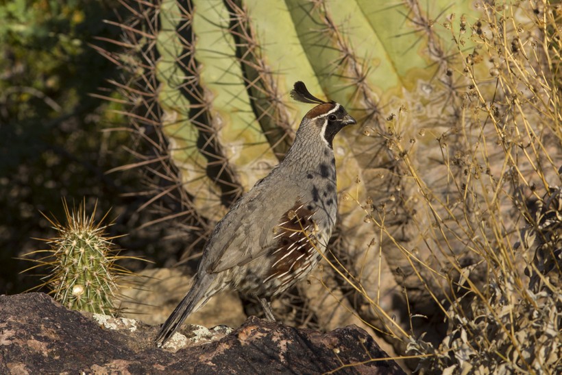 The deserts of the west are well known for its venomous reptiles like snakes and Gila monsters. Gambel’s quails prefer the arid drylands of western North America