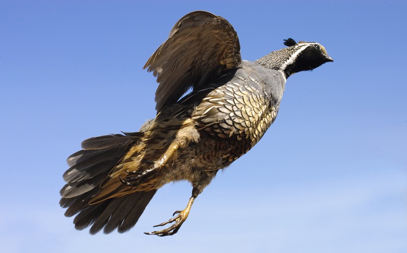 The quail archieves this flight by a sudden explosive flapping of its wings. The wings of gambel's quails support only short distance flights