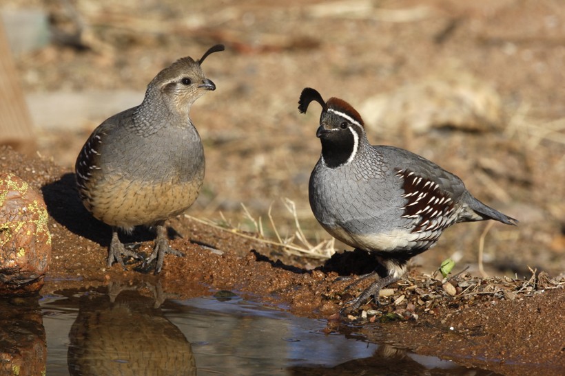 The eye-catching feature is the unique black top-knot, which is shaped like a ‘comma’, and extends forward from the bill. Female gambel's quails lack the black face and copper colored feathers on top of the head