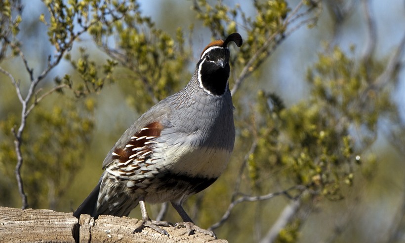 New World quails like the gambel's quail are classified in the family Odontophoridae