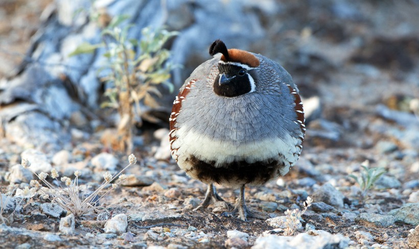 At night, the quails take cover in dense shrubs and trees to protect themselves from cold winds Male gambel's quail with ruffled feathers, Arizona's Sonoran Desert