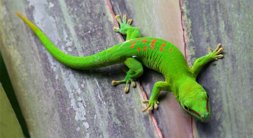 Green gecko from madagascar with the feet turned outwards