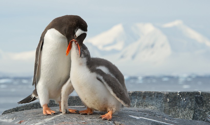 Gentoo penguin feeding chick on rocky beach, Antarctic Peninsula