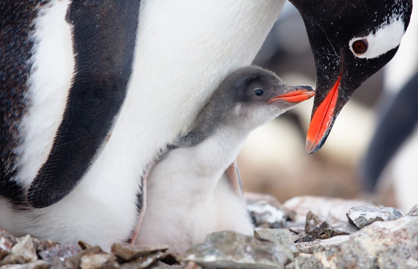 Both male and female take care of the chicks equally. Gentoo Penguin in nest with chick