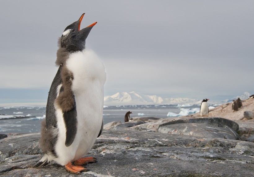 Juvenile Gentoo Penguin calling on rocky beach, Antarctic Peninsula