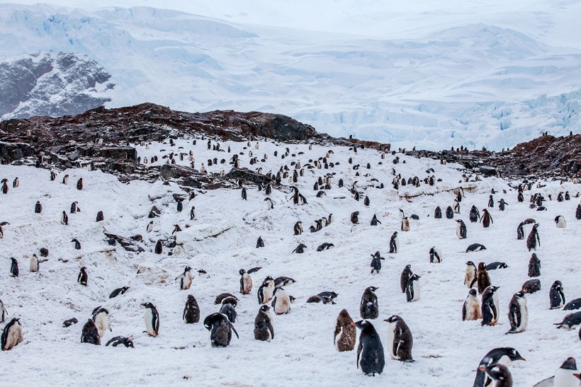 Large colony of gentoo penguins against rocks in background