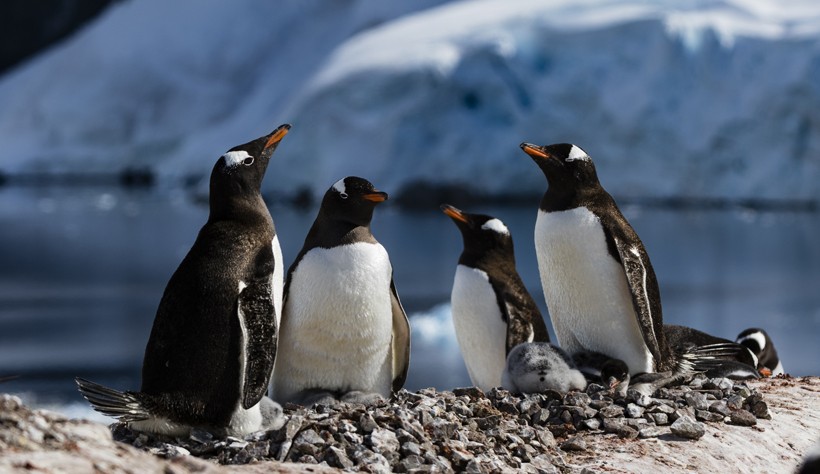 Gentoo Penguins exhibit an extremely territorial nature regarding their nests. Gentoo penguin nests