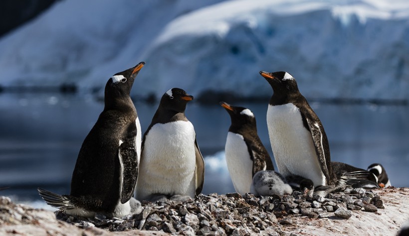 Gentoo penguin nests