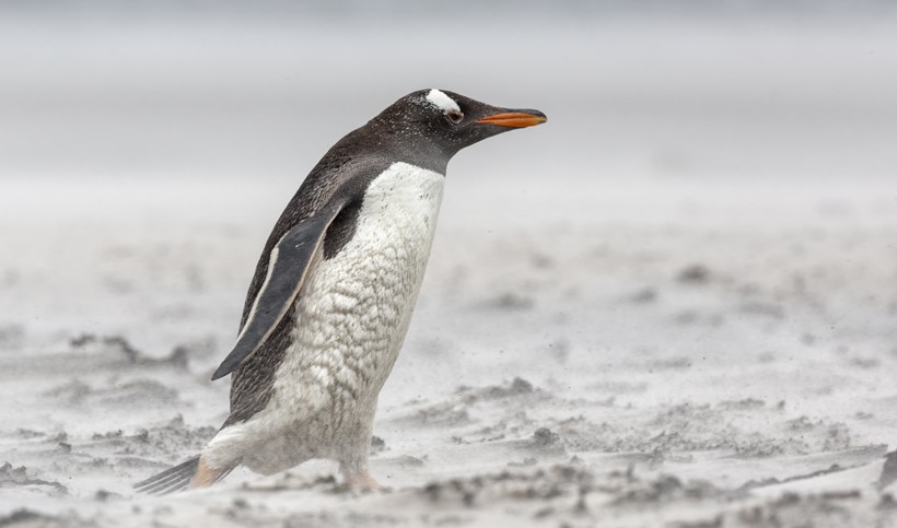 Gentoo penguin walking in a blizzard