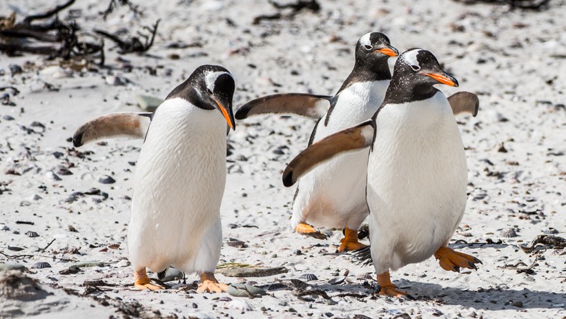 In contrast to the drab and rock-strewn Antarctic habitat, the Gentoo Penguins brilliantly stand out with their splashy red-orange beaks, peach-colored feet and snow white feather caps. Gentoo Penguins walking on the beach
