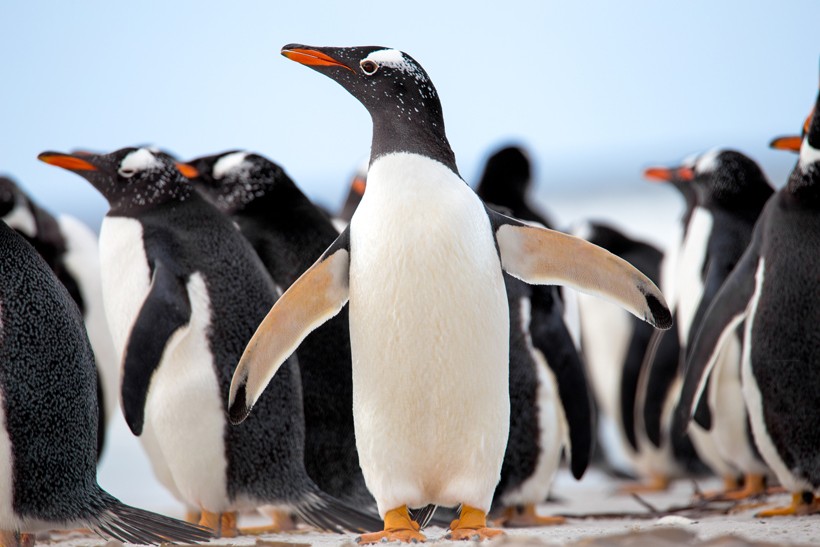 Gentoo Penguins at the Falkland Islands