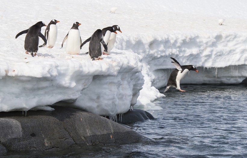 Gentoo Penguins spend a good portion of their day in feeding excursions which they carry out by diving underwater. Gentoo Penguins jump from the ice