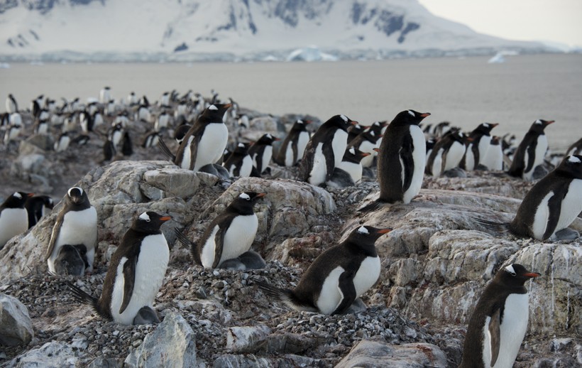 The average period of incubation with Gentoo Penguins is 35 days which is shared by both parents. Gentoo Penguins nesting at Ronge Island