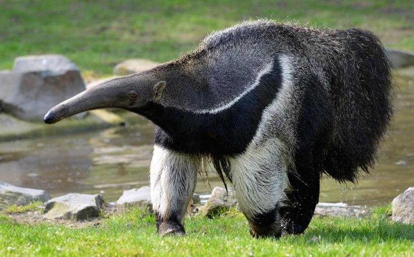 giant anteater or ant bear walking