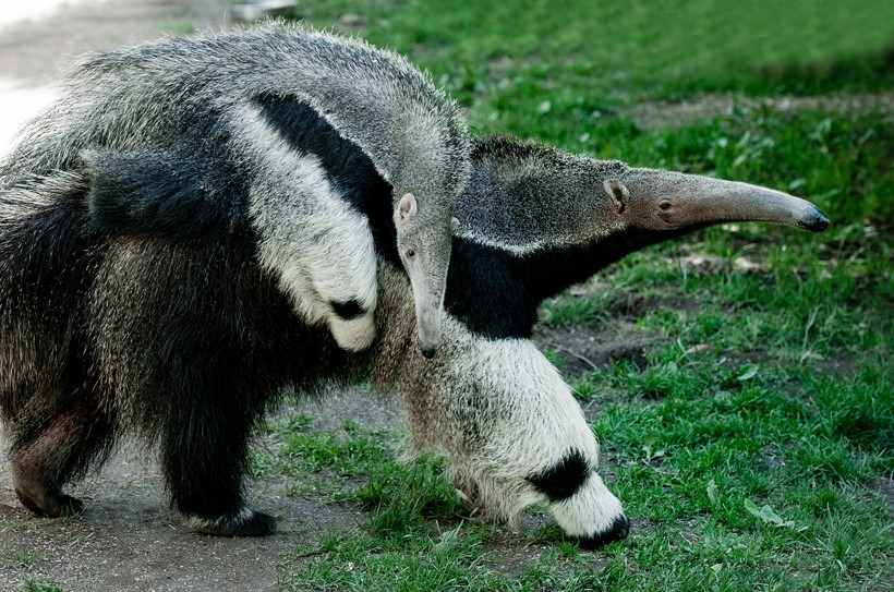 black and white giant anteater with young on his back