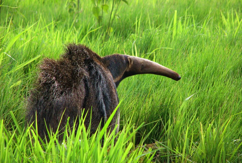 Giant anteater in long grasses near bonito in Brasil
