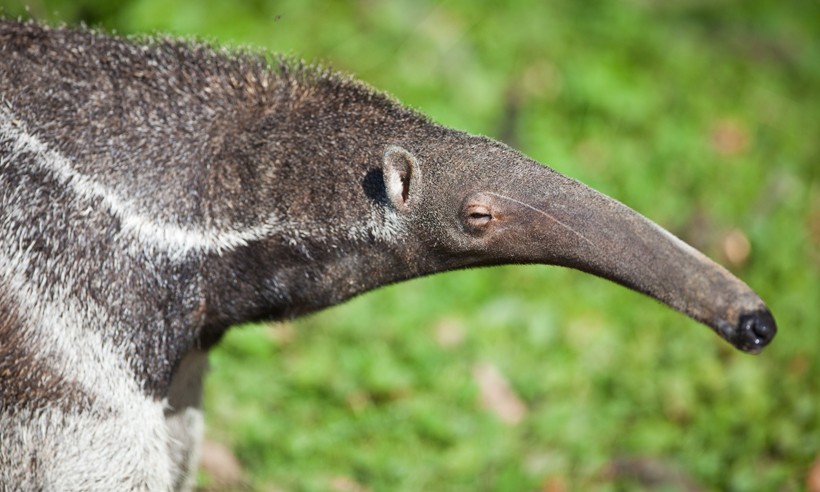 Closeup head and snouth of the giant anteater