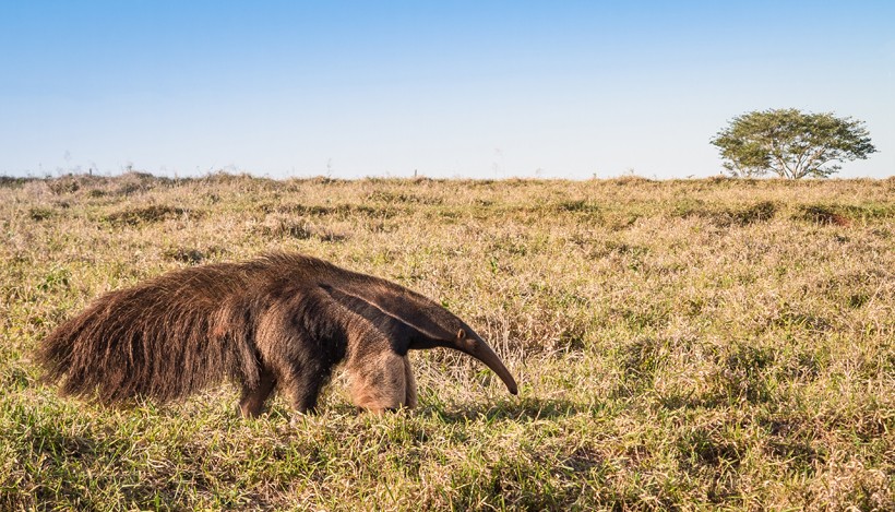 Giant anteater in its natural habitat