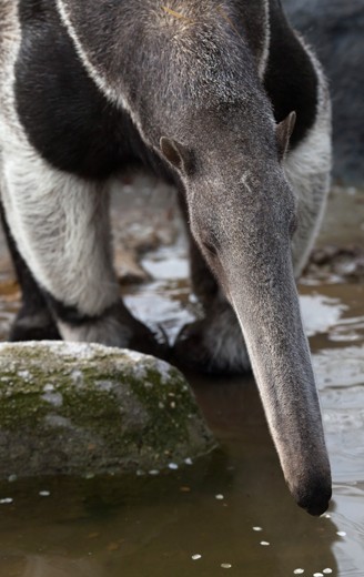 giant anteater with long snouth drinking water