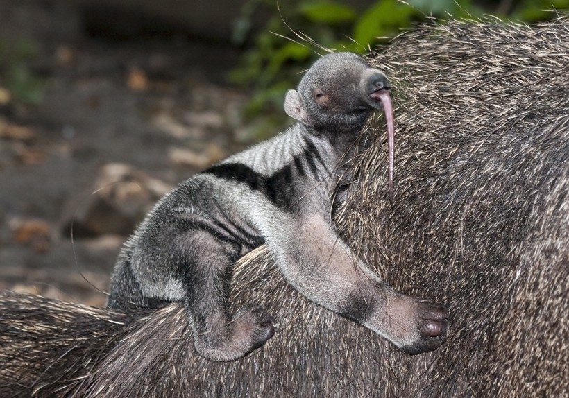 Newborn giant anteaters are born with their eyes closed and they only open them after a period of six days. Mother with newborn giant anteater on her back