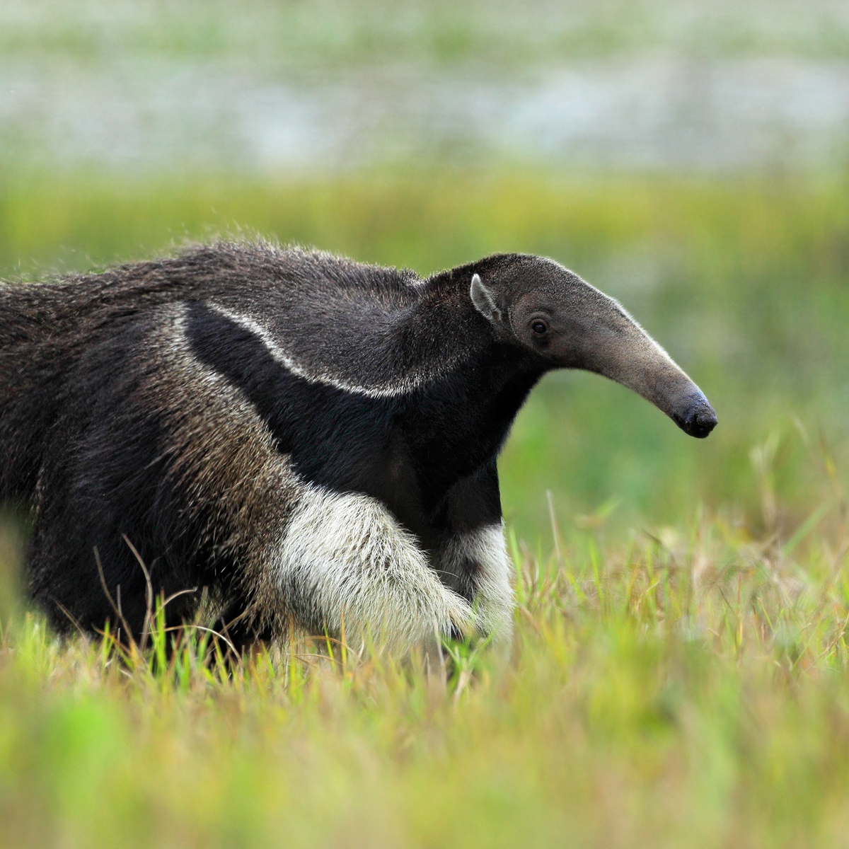 Where do anteaters live? Depends on how you define 'anteater