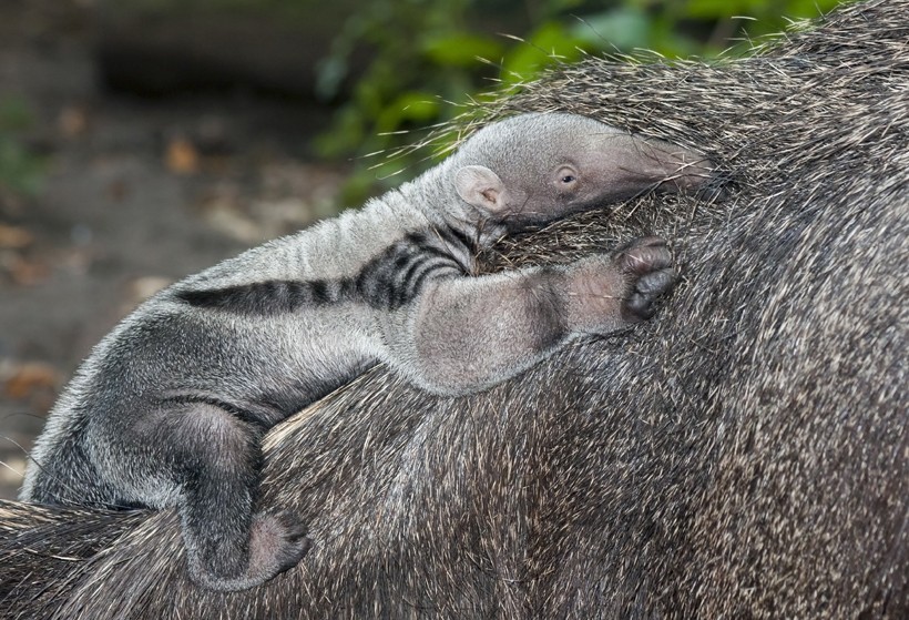 Giant anteater pup on back of the mother