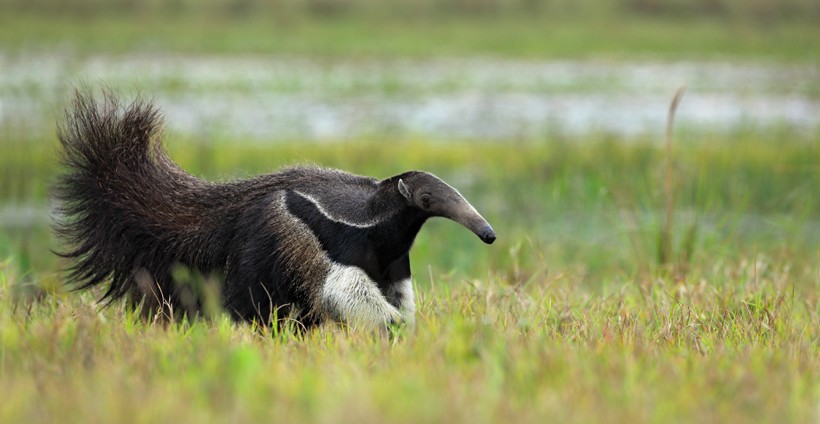 Running giant anteater