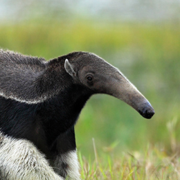 Giant Anteater