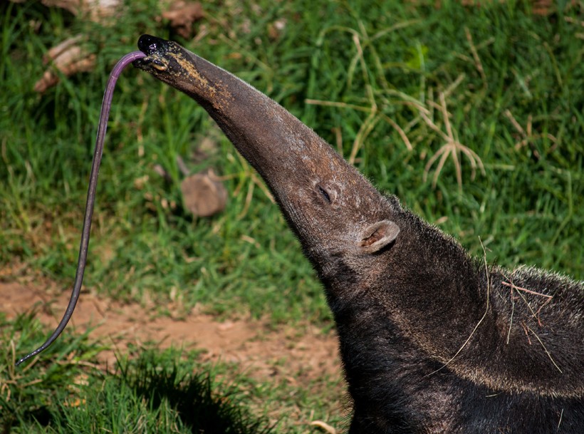Long tongue of the giant anteater