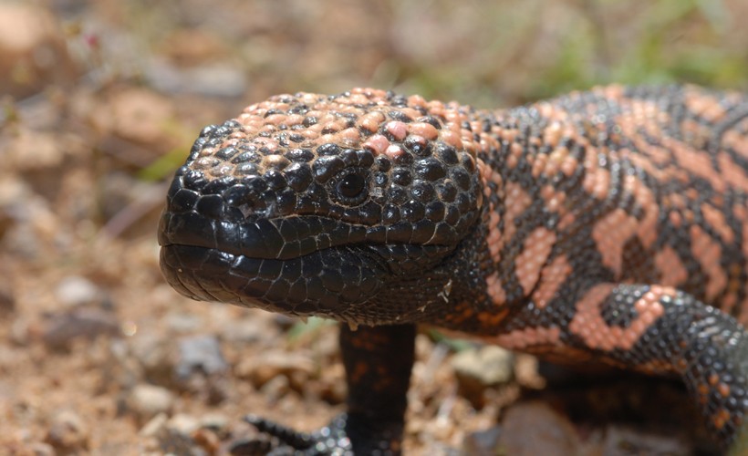 Reticulated Gila Monster