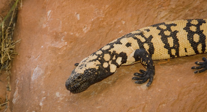 Banded Gila Monster, Valley of Fire State Park near Las Vegas, Nevada