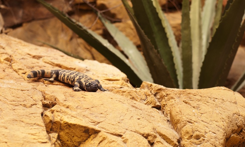 Gila monsters can be seen basking in the sun every morning. Banded Gila Monster basking in the sun