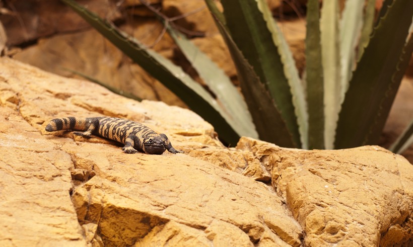 Banded Gila Monster basking in the sun