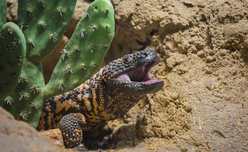 Gila monster sitting by a cactus