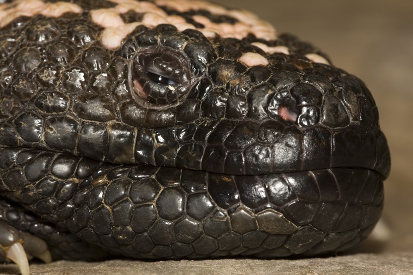 The male Gila monster has a more massive head compared to that of females. Head of a Gila Monster