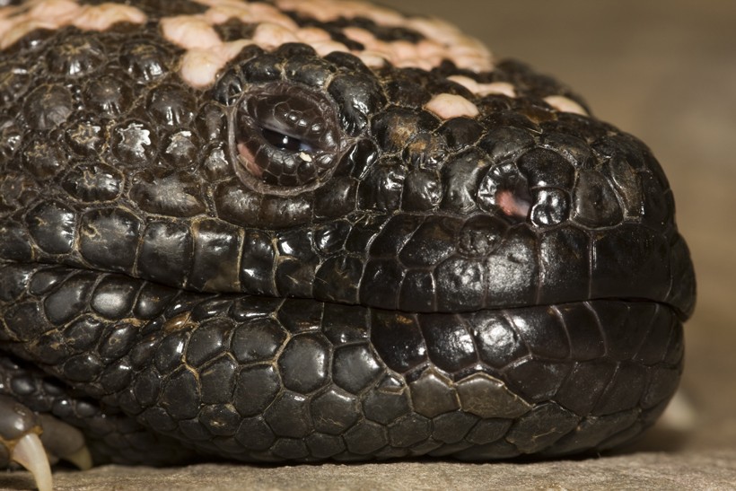 Head of a Gila Monster