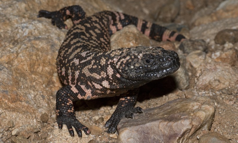 The Gila Monster population numbers are dwindling due to habitat loss and predation The Gila Monster is a near threatened species