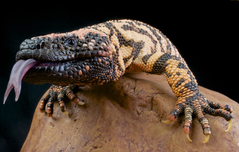 Their scaly skin, grooved teeth and skin color are all designed for survival in the dry scrublands and deserts. Gila Monster tongue out of mouth