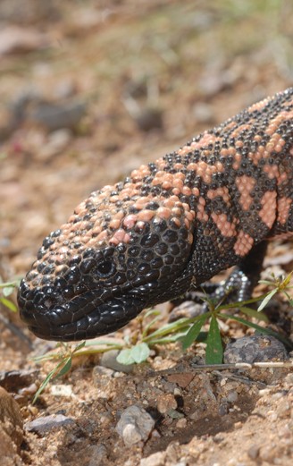 Gila monsters are one of the few species of venomous lizards on earth